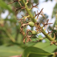 Alpinia galanga (L.) Willd.